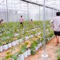 Hội viên Hội nông dân xã Thọ Thanh chuyển đổi cơ cấu cây trồng