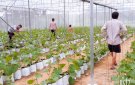 Hội viên Hội nông dân xã Thọ Thanh chuyển đổi cơ cấu cây trồng